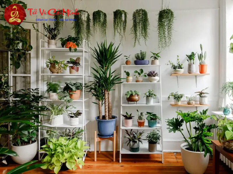 Khám Phá Ngay: Mệnh Thổ Nên Trồng Loại Cây Nào Để Thu Hút Tài Lộc?
