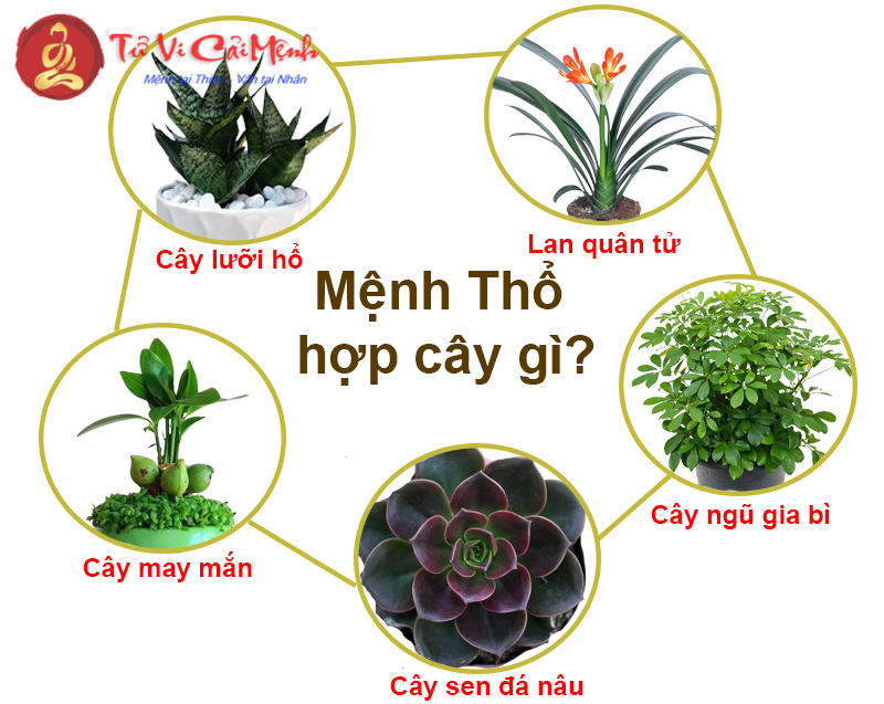 Khám Phá Ngay: Mệnh Thổ Nên Trồng Loại Cây Nào Để Thu Hút Tài Lộc?