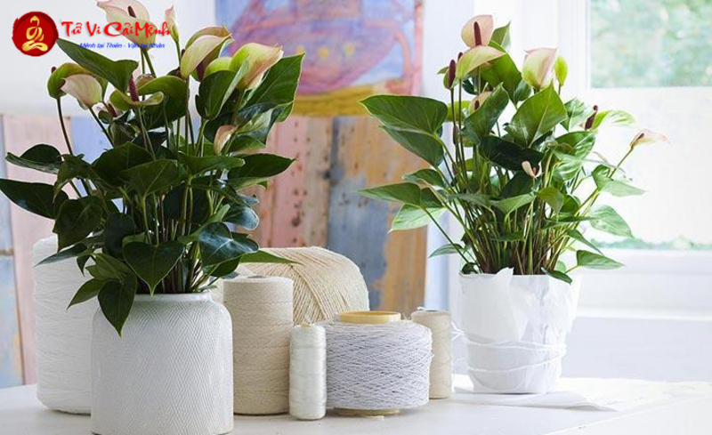 Các Loại Cây Có Thể Trừ Tà - Bảo Vệ Ngôi Nhà Khỏi Tà Khí