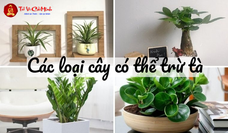 Các Loại Cây Có Thể Trừ Tà - Bảo Vệ Ngôi Nhà Khỏi Tà Khí