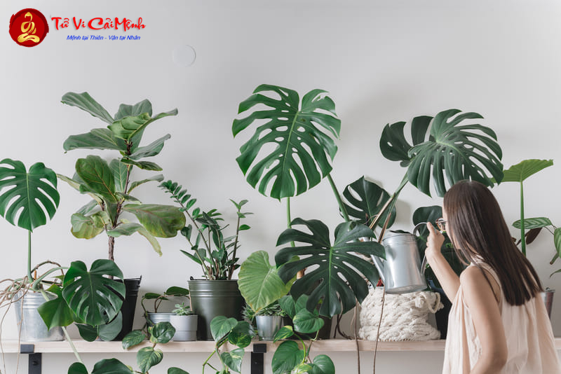 Các Loại Cây Không Nên Trồng: Tránh Xa Những Cây Mang Lại Vận Xui