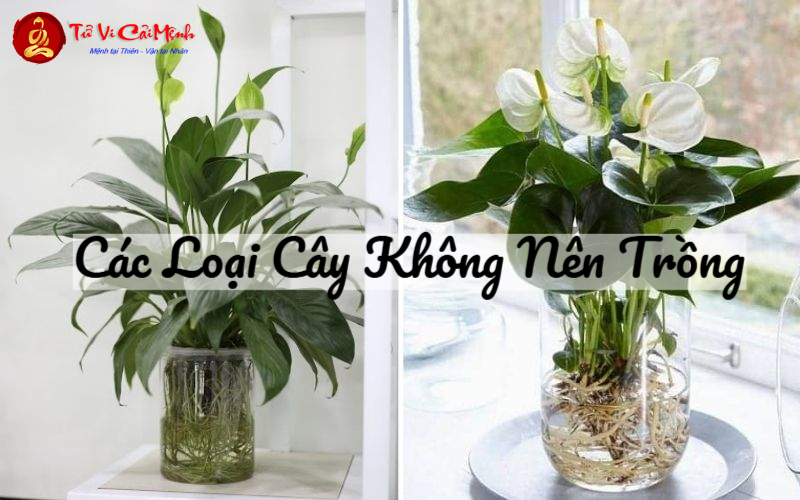 Các Loại Cây Không Nên Trồng: Tránh Xa Những Cây Mang Lại Vận Xui