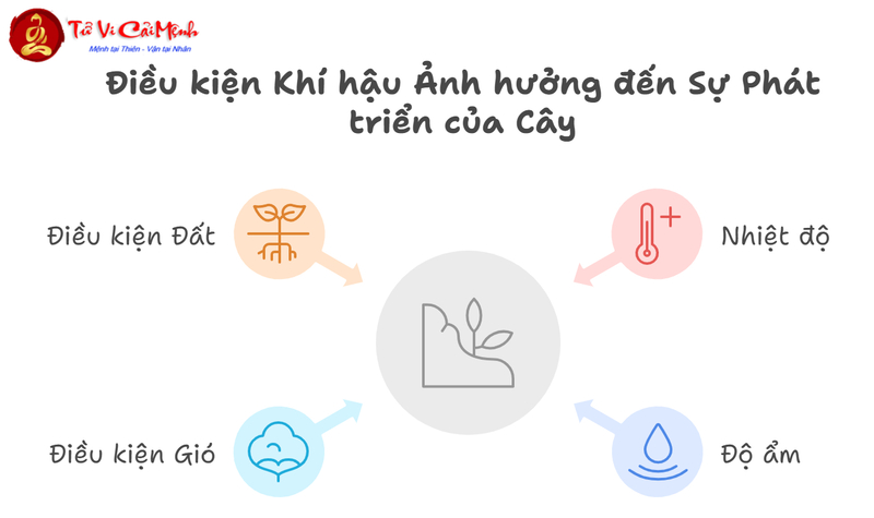 Các Loại Cây Không Nên Trồng: Tránh Xa Những Cây Mang Lại Vận Xui