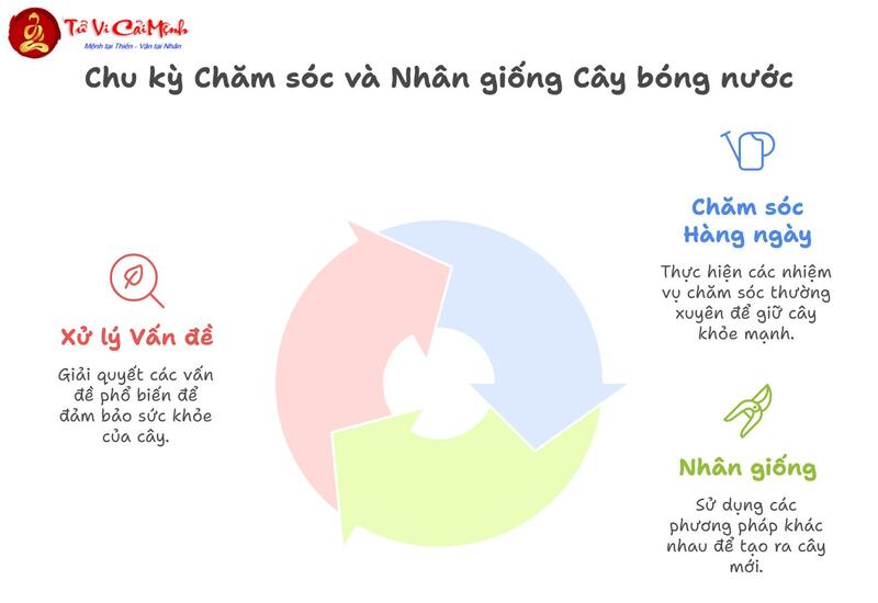 Cây Bóng Nước: Biểu Tượng Thanh Lọc Và Cây Phong Thủy Mang Lại Năng Lượng Trong Sạch