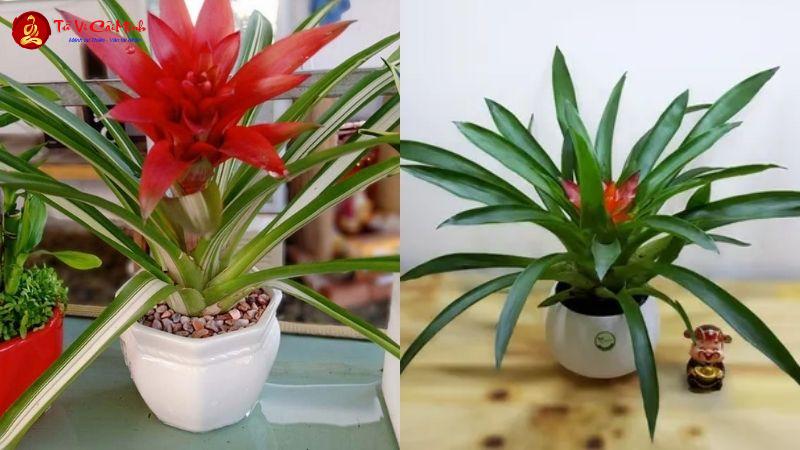 Cây Dứa Cảnh Nến: Ý Nghĩa Phong Thủy Và Cách Chăm Sóc Mang Lại May Mắn