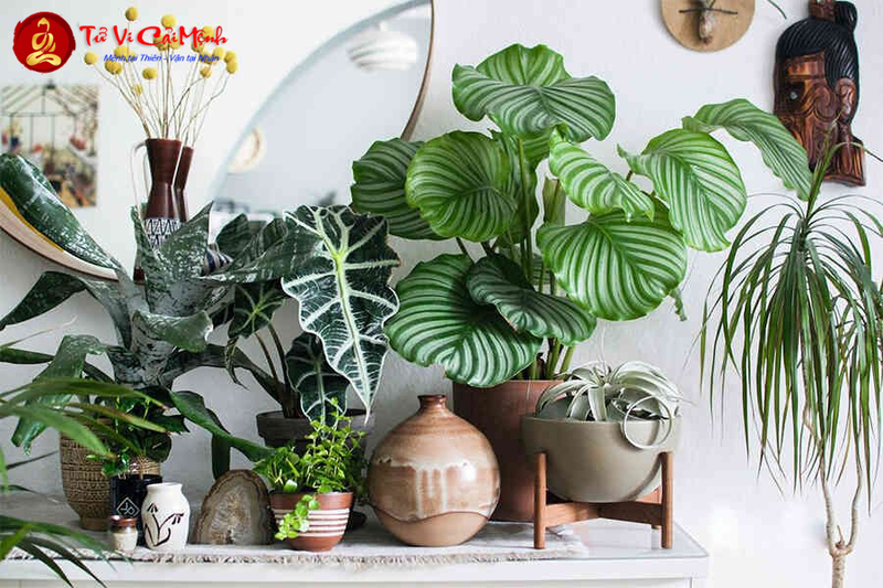 Cây Đuôi Công: Hướng Dẫn Trồng Và Chăm Sóc Cây Phong Thủy Mang Lại Thịnh Vượng