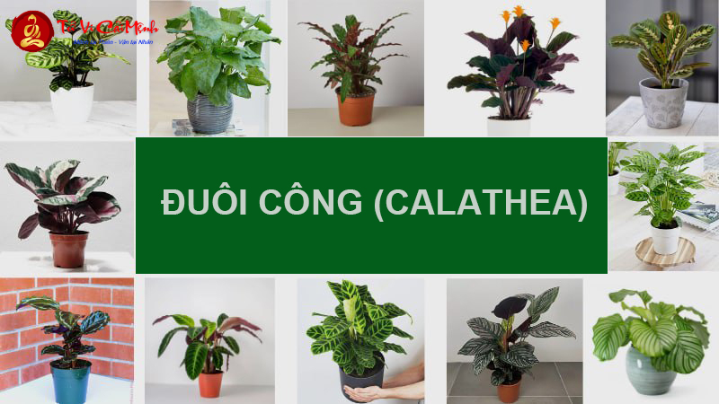 Cây Đuôi Công: Hướng Dẫn Trồng Và Chăm Sóc Cây Phong Thủy Mang Lại Thịnh Vượng