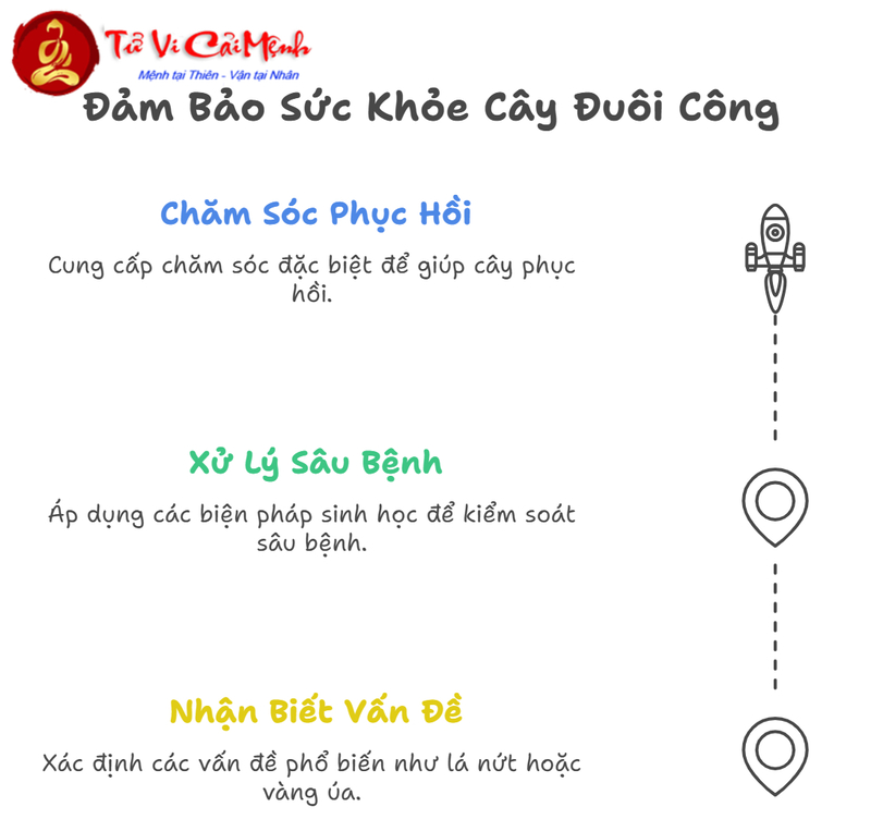 Cây Đuôi Công: Hướng Dẫn Trồng Và Chăm Sóc Cây Phong Thủy Mang Lại Thịnh Vượng