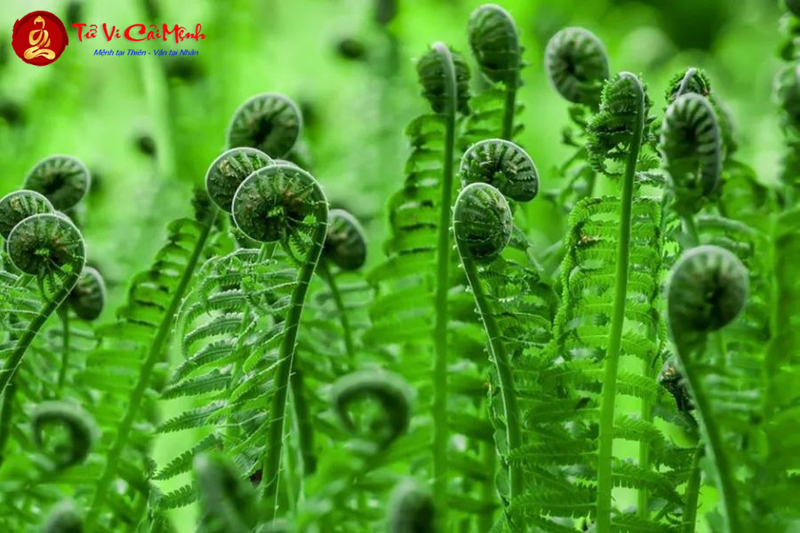 Cây Dương Xỉ: Hướng Dẫn Trồng Và Chăm Sóc Cây Phong Thủy Thanh Lọc Không Khí