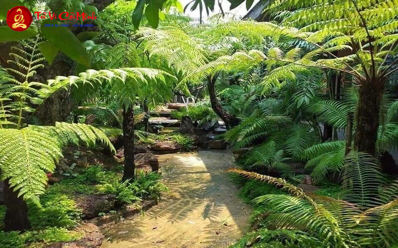 Cây Dương Xỉ: Hướng Dẫn Trồng Và Chăm Sóc Cây Phong Thủy Thanh Lọc Không Khí