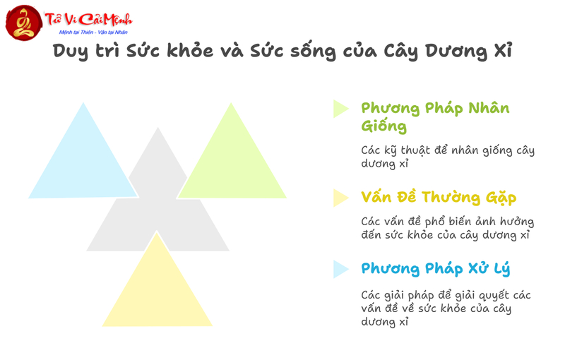Cây Dương Xỉ: Hướng Dẫn Trồng Và Chăm Sóc Cây Phong Thủy Thanh Lọc Không Khí