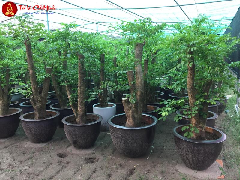 Cây Hạnh Phúc: Ý Nghĩa Phong Thủy Và Cách Chăm Sóc Mang Lại An Lạc