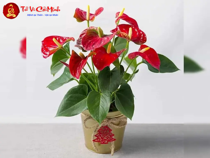 Cây Hồng Môn: Hướng Dẫn Trồng Và Chăm Sóc Cây Phong Thủy Hoa Đỏ
