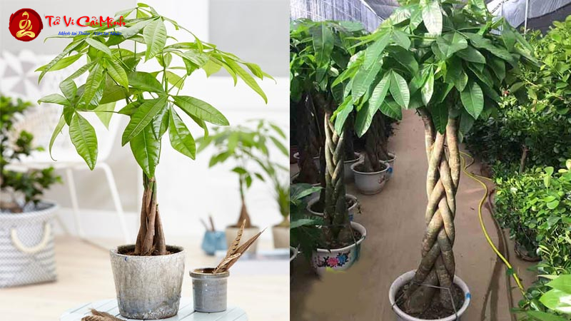 Cây Kim Ngân: Bí Quyết Trồng Và Bài Trí Cây Phong Thủy Mang Tài Lộc