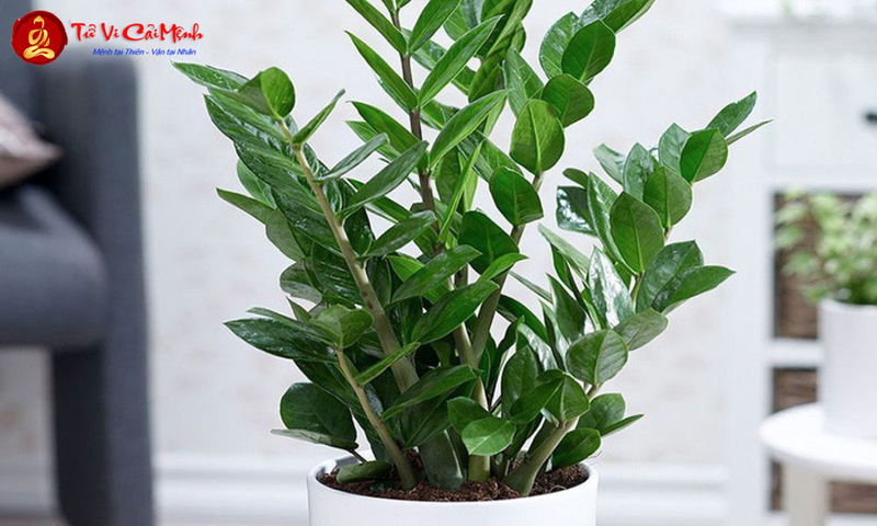 Cây Kim Tiền: Bí Quyết Trồng Và Chăm Sóc Cây Phong Thủy Mang Tài Lộc