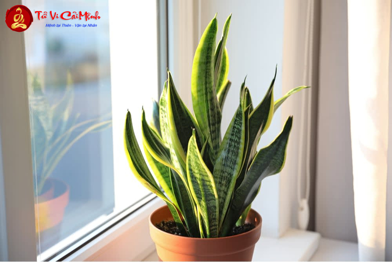 Cây Lưỡi Hổ: Hướng Dẫn Trồng Và Chăm Sóc Cây Phong Thủy Bảo Vệ Gia Đình