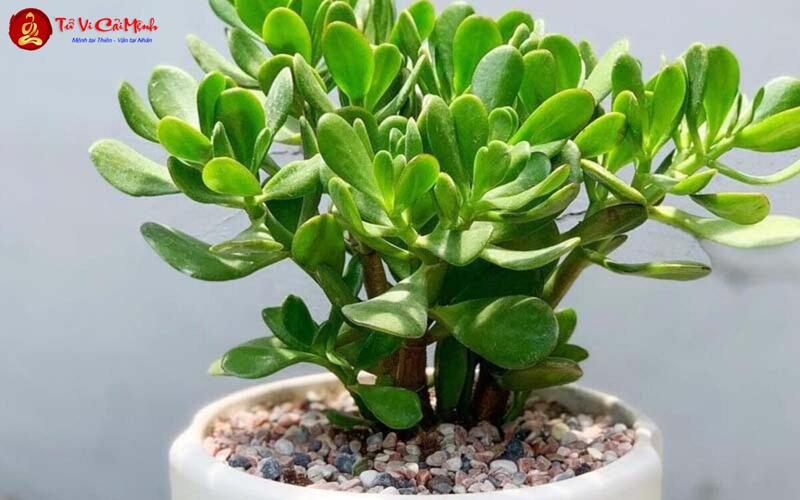 Cây Ngọc Bích: Ý Nghĩa Phong Thủy Và Cách Chăm Sóc Thu Hút Vượng Khí