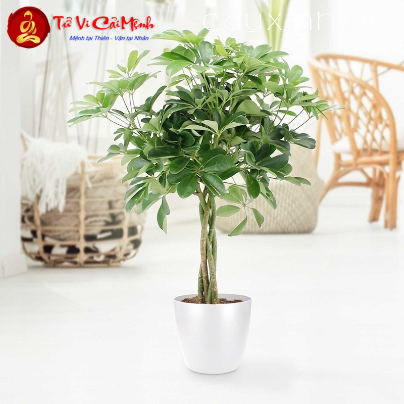 Cây Ngũ Gia Bì: Hướng Dẫn Trồng Và Chăm Sóc Cây Phong Thủy Bảo Vệ Gia Đình