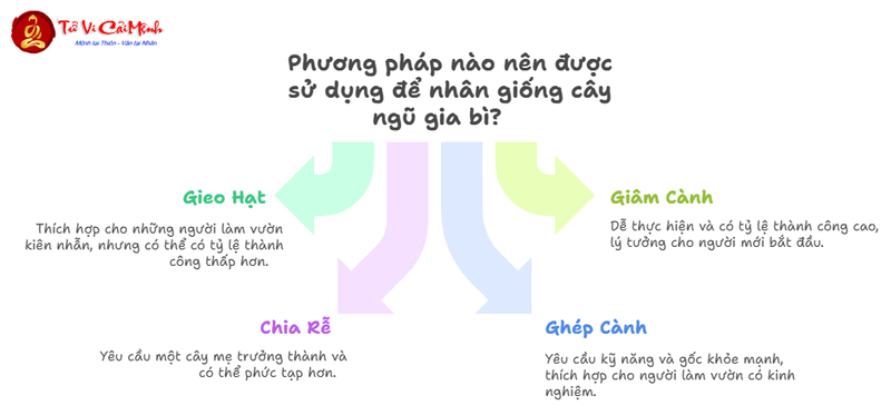 Cây Ngũ Gia Bì: Hướng Dẫn Trồng Và Chăm Sóc Cây Phong Thủy Bảo Vệ Gia Đình