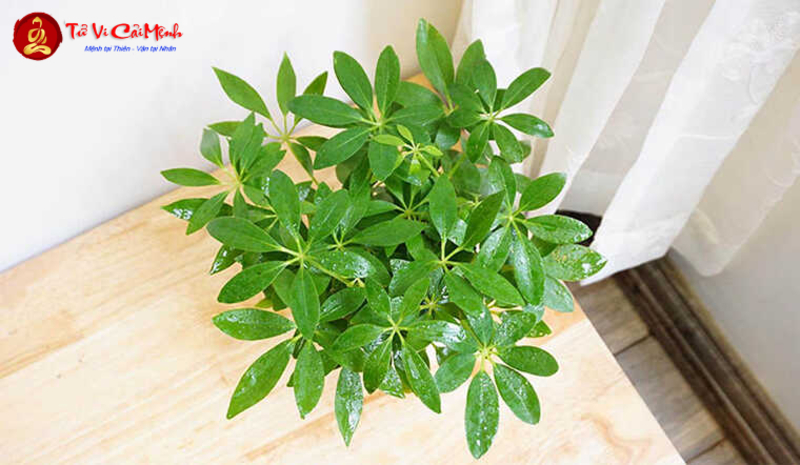 Cây Ngũ Gia Bì: Hướng Dẫn Trồng Và Chăm Sóc Cây Phong Thủy Bảo Vệ Gia Đình