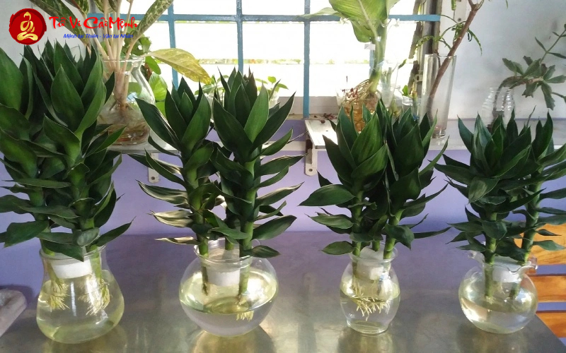 Cây Phát Tài: Hướng Dẫn Trồng Và Chăm Sóc Cây Phong Thủy Thu Hút Tài Lộc