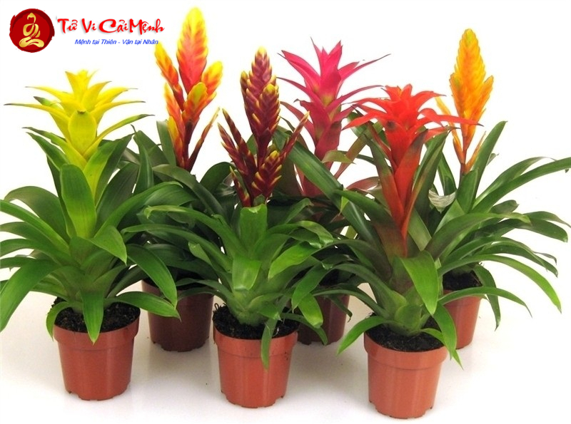 Cây Phong Lộc Hoa: Hướng Dẫn Trồng Và Chăm Sóc Cây Phong Thủy Thu Hút Tài Lộc