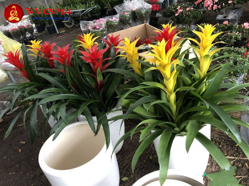 Cây Phong Lộc Hoa: Hướng Dẫn Trồng Và Chăm Sóc Cây Phong Thủy Thu Hút Tài Lộc