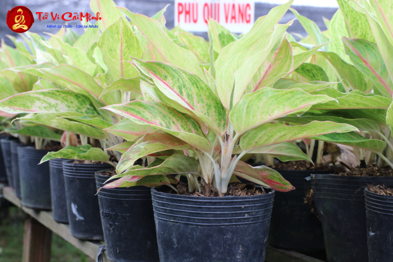 Cây Phú Quý: Hướng Dẫn Trồng Và Chăm Sóc Cây Phong Thủy Mang Lại Thịnh Vượng