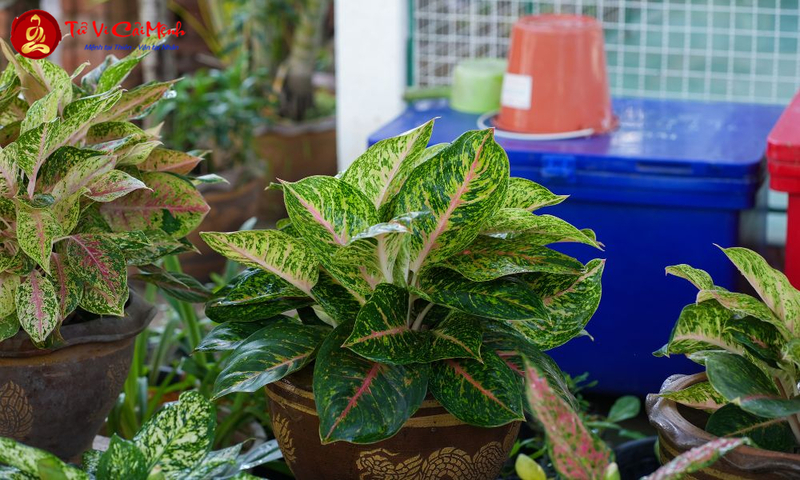 Cây Phú Quý: Hướng Dẫn Trồng Và Chăm Sóc Cây Phong Thủy Mang Lại Thịnh Vượng