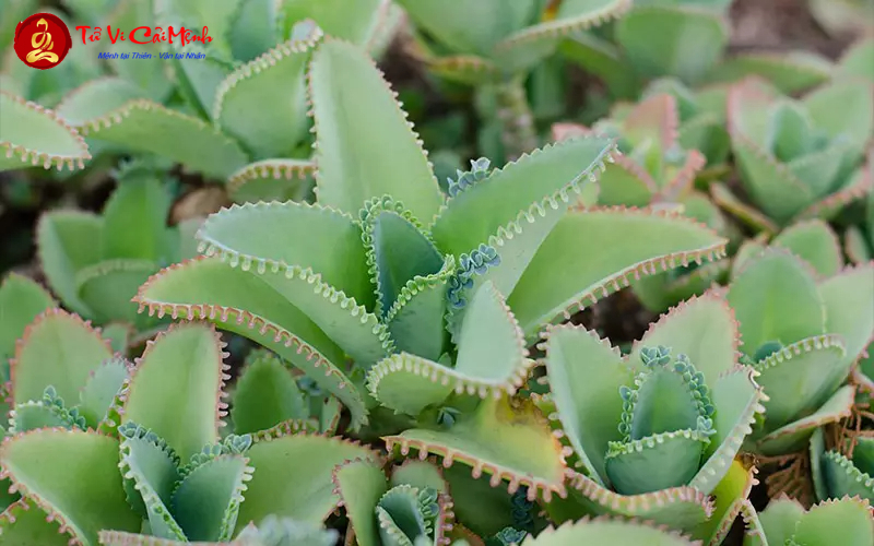 Cây Sống Đời: Hướng Dẫn Trồng Và Chăm Sóc Cây Phong Thủy Trường Sinh