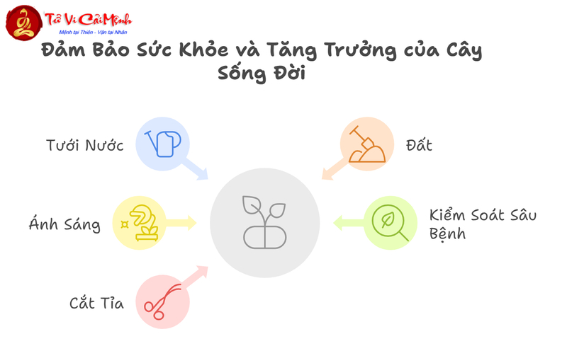 Cây Sống Đời: Hướng Dẫn Trồng Và Chăm Sóc Cây Phong Thủy Trường Sinh