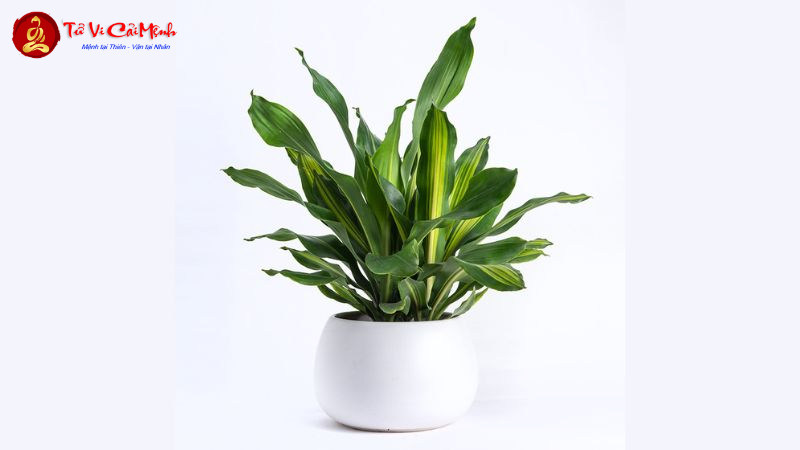 Cây Thiết Mộc Lan: Hướng Dẫn Trồng Và Chăm Sóc Cây Phong Thủy Thanh Lọc