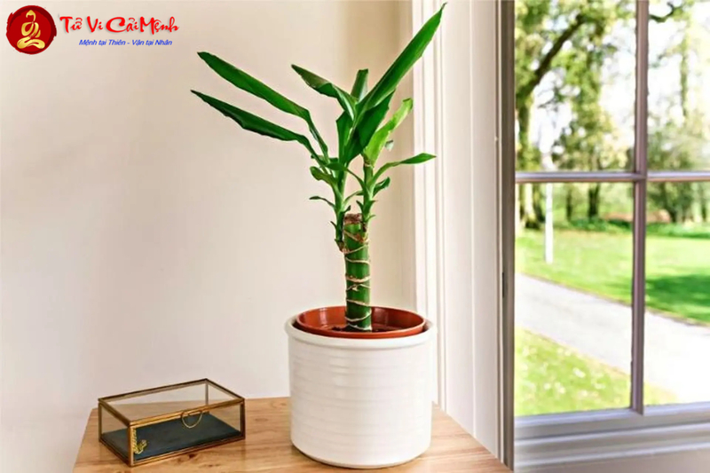 Cây Thiết Mộc Lan: Hướng Dẫn Trồng Và Chăm Sóc Cây Phong Thủy Thanh Lọc