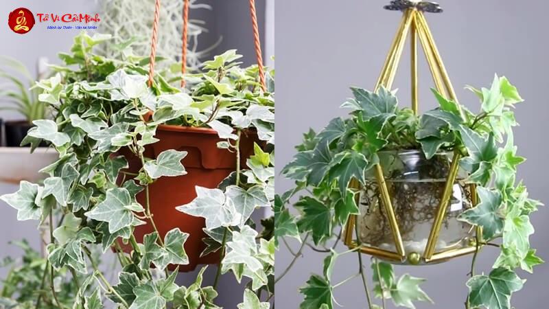 Cây Thường Xuân: Biểu Tượng Trường Thọ Và Cây Phong Thủy Mang Lại Sức Sống Bền Vững