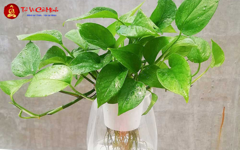 Cây Trầu Bà: Hướng Dẫn Trồng Và Chăm Sóc Cây Phong Thủy Thanh Lọc Không Khí