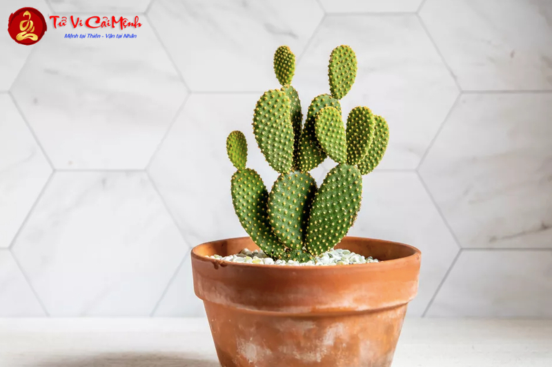 Cây Xương Rồng: Hướng Dẫn Trồng Và Chăm Sóc Cây Phong Thủy Bảo Vệ Nhà Cửa