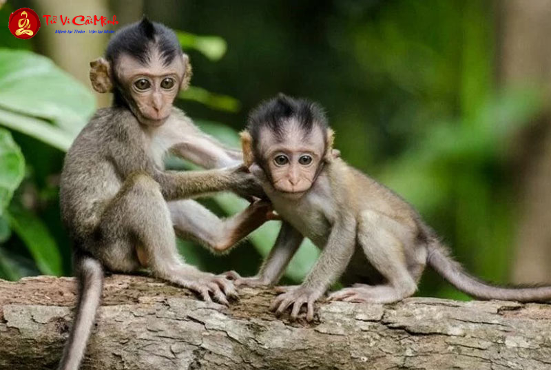 Khám Phá Bí Mật: Người Sinh Năm 1980 Hợp Số Nào Để Tăng Tài Lộc Và May Mắn?