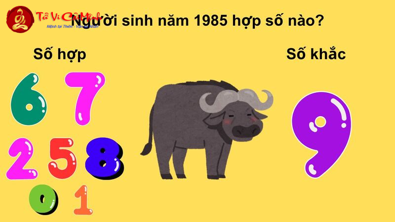 Sinh Năm 1985? Khám Phá Con Số Vàng Và Bí Mật Sim Phong Thủy Thay Đổi Vận Mệnh!