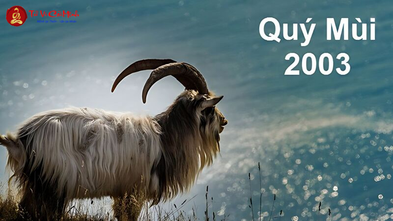 Sinh Năm 2003 Hợp Hướng Nào? Chọn Hướng Nhà, Hướng Bàn Làm Việc Để Tăng Tài Lộc