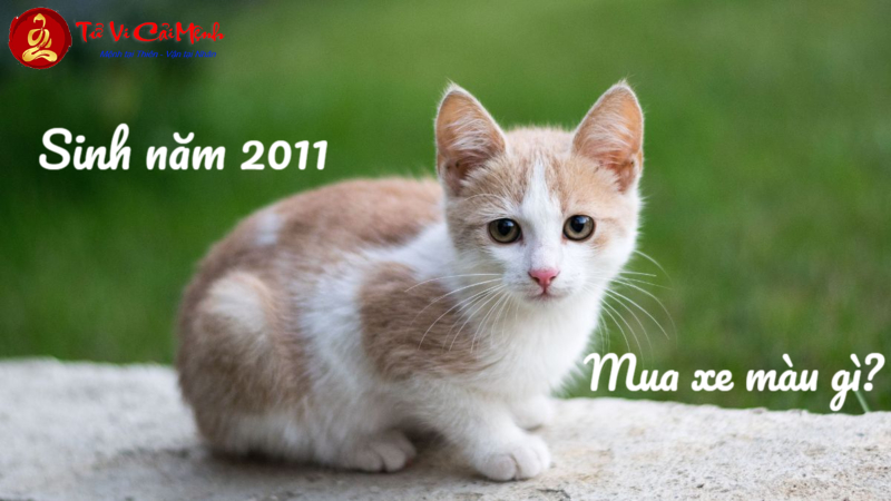 Sinh Năm 2011 Mua Xe Màu Gì? Chọn Màu Xe Hợp Phong Thủy Giúp Tài Lộc Và Bình An