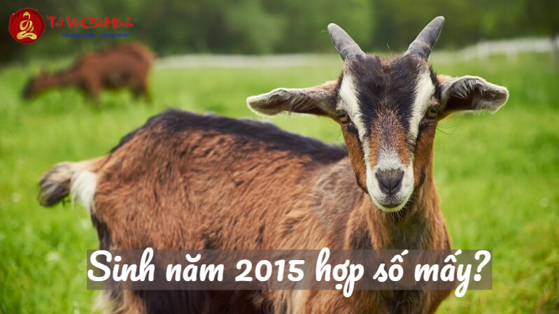 Sinh Năm 2015 Hợp Số Mấy? Chọn Sim Phong Thủy Giúp Thu Hút Tài Lộc