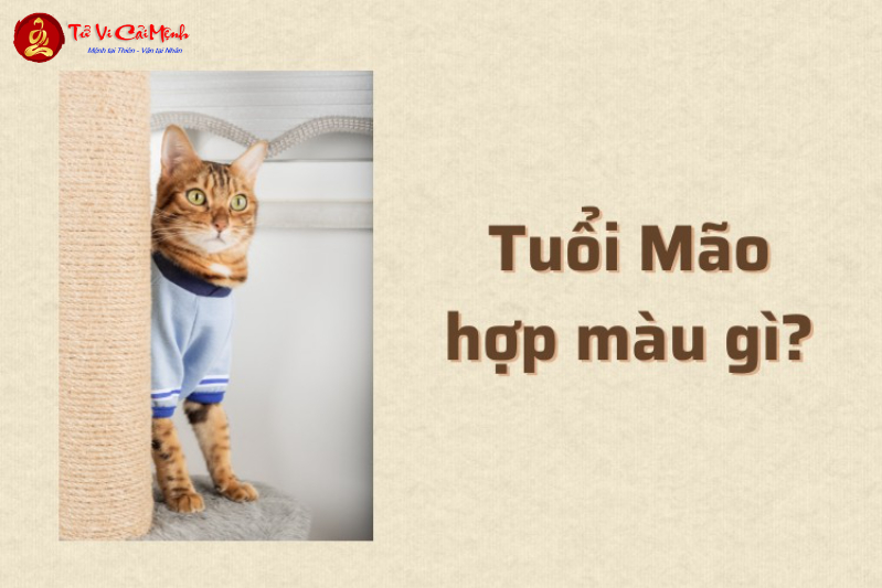 Sinh Năm 2035 Hợp Màu Gì? Chọn Màu Hợp Phong Thủy Để Thu Hút May Mắn