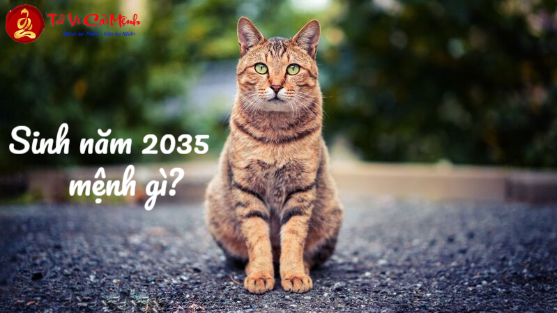 Giải Mã Vận Mệnh Tuổi Ất Mão 2035 – Bí Quyết Mệnh Thủy