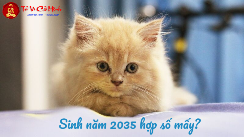 Sinh Năm 2035 Hợp Số Mấy? Chọn Sim Phong Thủy Để Hút Tài Lộc