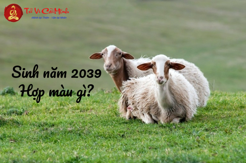 Sinh Năm 2039 Hợp Màu Gì? Chọn Màu Phong Thủy Để Thu Hút May Mắn