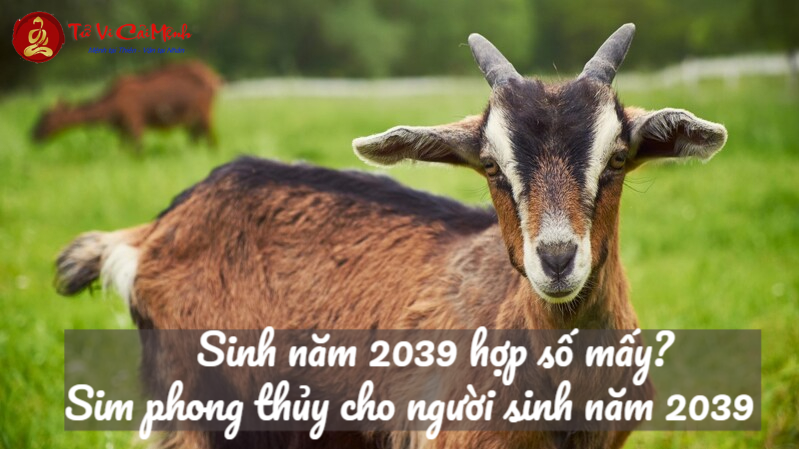 Sinh Năm 2039 Hợp Số Mấy? Chọn Sim Phong Thủy Để Hút May Mắn