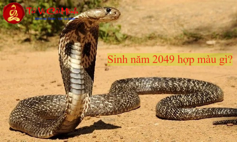 Sinh năm 2049 hợp màu gì? Màu sắc may mắn cho người tuổi Kỷ Tỵ