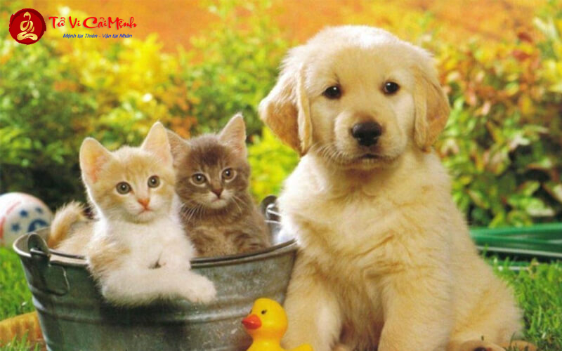 Đặt Tên Cho Chó, Mèo: Bí Quyết Chọn Tên Ý Nghĩa và Phù Hợp