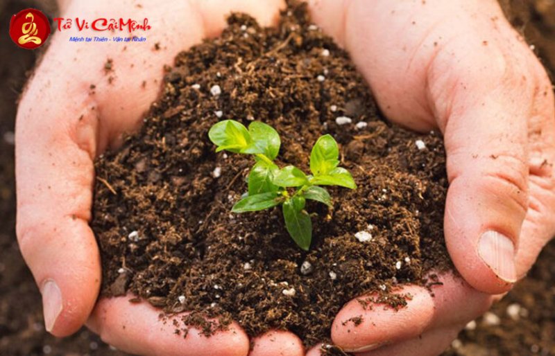 Đặt Tên Con Trai Mệnh Mộc - Hướng Dẫn Chi Tiết Theo Phong Thủy