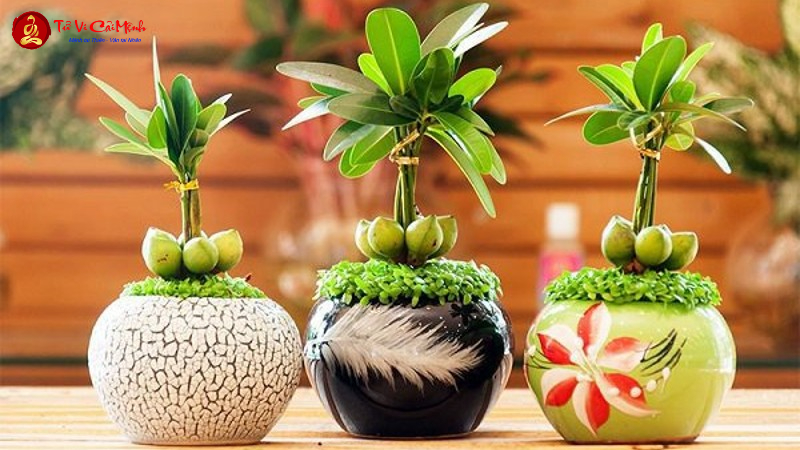 Đầu Năm Nên Mua Gì Để Rước Tài Lộc, May Mắn Vào Nhà